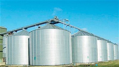 المنيا: توريد أكثر من 146 ألف طن من القمح حتى الآن