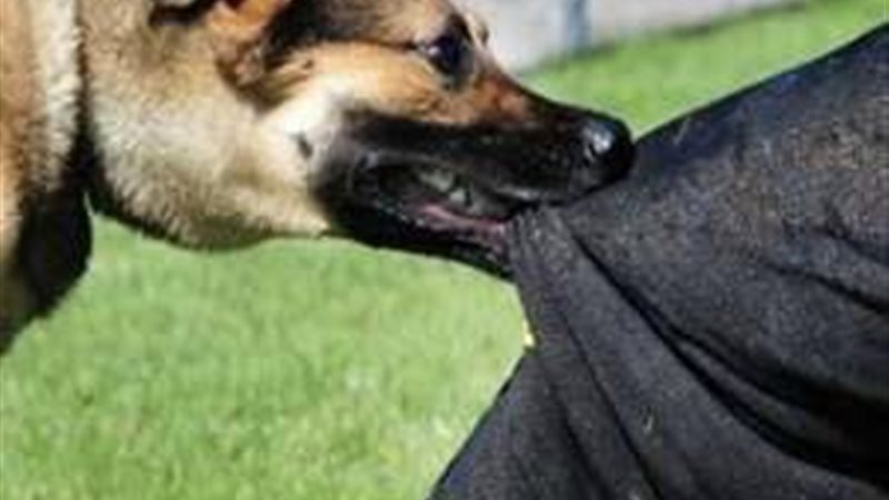 E40E58DA-C60C-434E-BC72-B7F239C9FC61||كلب-يعقر-اطفال-171126