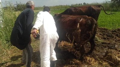 تحصين 609085 رأس ماشية ضد مرضي الحمى القلاعية والوادي المتصدع بالبحيرة 