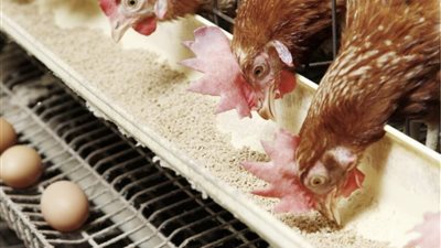 الدواجن تحتفظ بثبات السعر في الأسواق المصرية