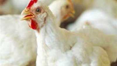 إنخفاض أسعار الدواجن بالبورصة والمحلات التجارية