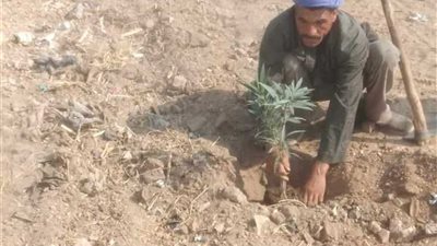 المنيا: زراعة 110 أشجار مثمرة بقرية بني احمد الغربية
