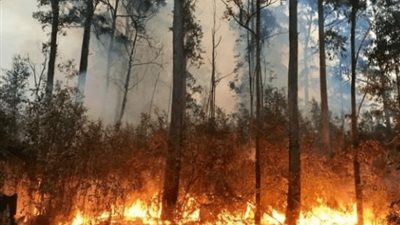 اندلاع حرائق كثيفة في الغابات الأسترالية وفرض حظر كامل بالبلاد