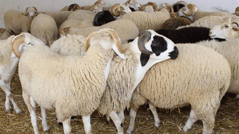 عيد الأضحي ||عيد