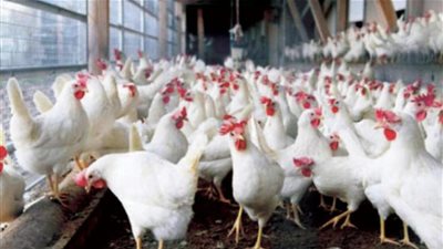 تعرف على أسعار الدواجن والبيض المتفاوتة في الأسواق المصرية