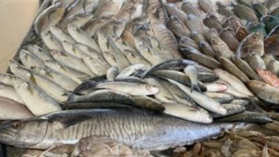 الجمبري بـ620 ..أسعار الأسماك في الأسواق التجارية