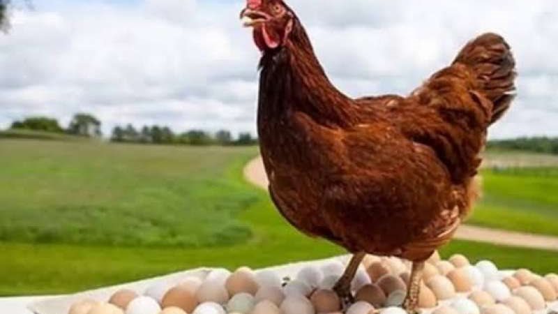 أسعار الفراخ ||||أسعار