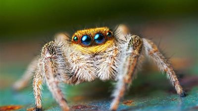 أنواع العناكب | رحلة مثيرة مع أكثر الكائنات إثارة للرهبة