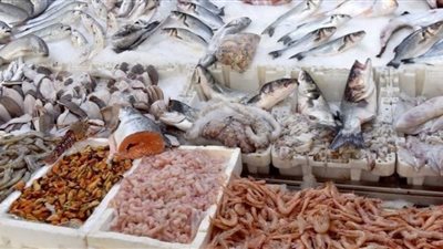 موسي تصل لـ 400 جنيها.. إرتفاع أسعار الأسماك بالأسواق التجارية والمحلية 