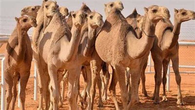 أمين الفتوى: أكل لحم الأبل لا يبطل الوضوء