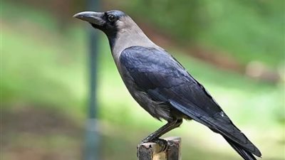 الغراب | رمزًا للحكمة والذكاء والتفكير العميق