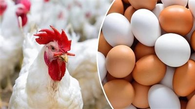 تعرف على أسعار الدواجن اليوم الأثنين 20 مايو 2024