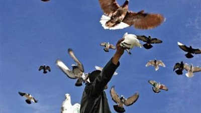 اللهو مع الطيور يودي بحياة طفل في العمرانية