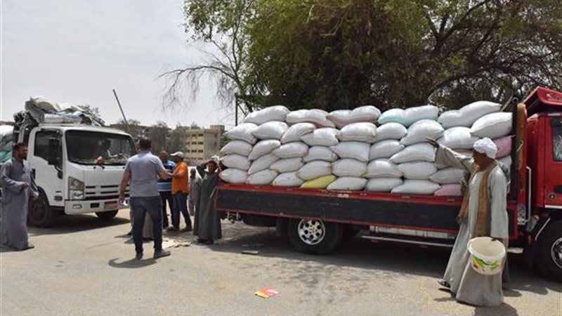 توريد القمح بالمنيا