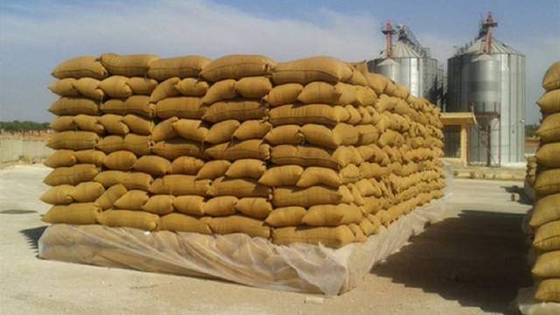 توريد القمح بالمنيا