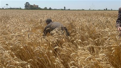 وكيل وزارة الزراعة بدمياط يتابع حصاد الذهب الأصفر