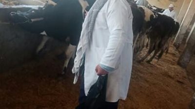 انطلاق فاعليات الحملة القومية للتحصين بلقاحي الجلد العقدي وجدري الأغنام بالبحيرة 