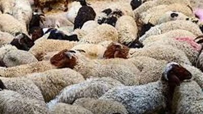 نصائح يجب اتباعها عند شراء الأضحية.. تعرف عليها