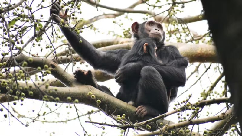 الشمبانزي