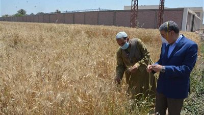 المنيا: توريد أكثر من 17 ألف طن قمح بالشون الحكومية