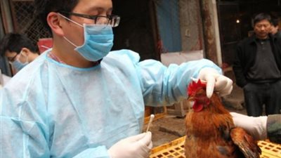 الحكومة الأرجنتينية تفرض حالة الطوارئ بسبب إنتشار إنفلونزا الطيور