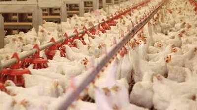 انخفاض في اسعار الفراخ والبيض اليوم الإثنين