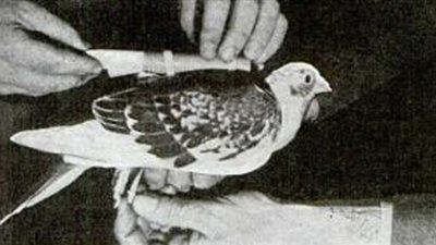 الحشاشين يسلط الضوء على ذكاء الحمام الزاجل