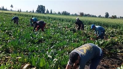 انطلاق موسم حصاد وتقليع محصول البنجر بالشرقية