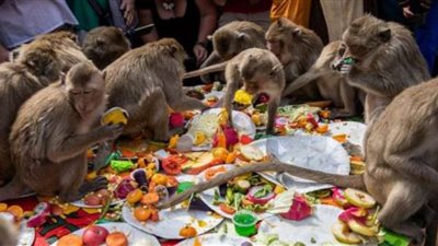 القرود تحتل مدينة في تايلاند وتقاوم البشر