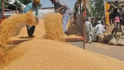 المنيا: توريد أكثر من 57 ألف طن قمح بالشون الحكومية