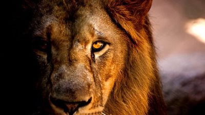 تعرف على الحيوان الذي يصوم رمضان مثل البشر