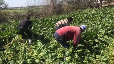 تقليع 10000 فدان من المساحة المنزرعة بمحصول البنجر بالشرقية