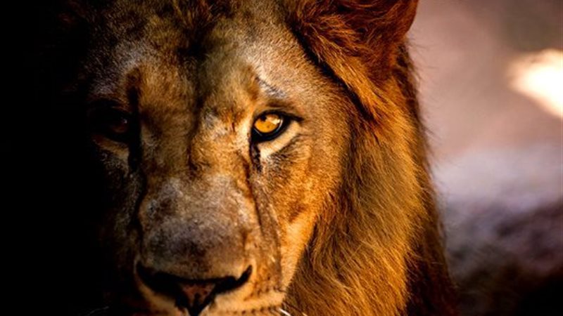 iStock-882298712||1-1483950||الأسد-كل-ما-تحتاج-إلى-معرفته-ع