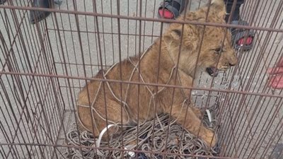 إيواء حيوان مفترس.. الأمن يكشف كواليس الأسد المتجول في التجمع الأول