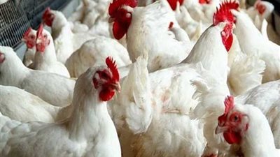 بورصة الدواجن اليوم الأربعاء 29-3-2023