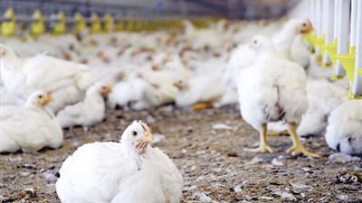 أسعار بورصة الدواجن اليوم