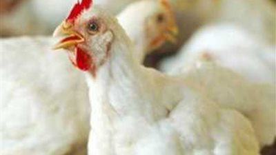 بقت بكام انهاردة..اسعار الفراخ اليوم الجمعة