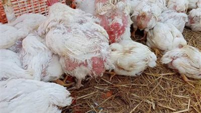 ارتفاع مفاجئ في أسعار الدواجن اليوم