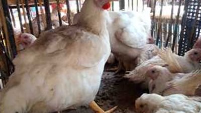 الفرخة بكام النهاردة..أسعار الدواجن اليوم بالأسواق المصرية 