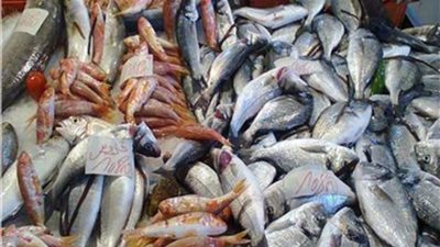 الكاليماري بـ 410..أسعار الاسماك بالاسواق المحلية