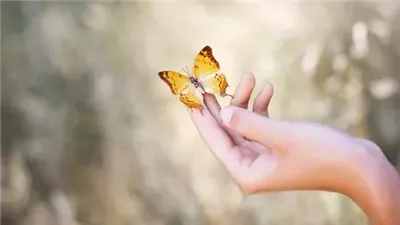 رسالة لك| معاني نفسية عند رؤية الفراشات في الحلم