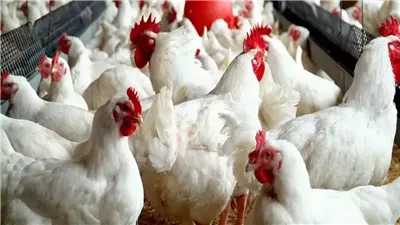 تراجع جديد في أسعار الفراخ اليوم الجمعة