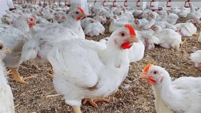 أسعار الفراخ والكتاكيت اليوم الأحد في الأسواق والمزارع