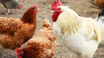 استقرار أسعار الفراخ البيضاء بالمزارع والأسواق