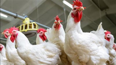 استقرار أسعار الفراخ البيضاء بـ الأسواق اليوم الاربعاء