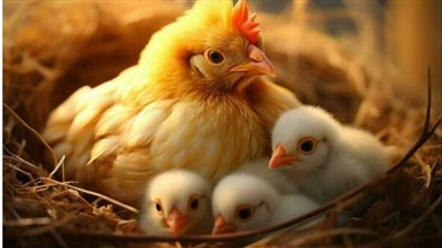 انخفاض أسعار الفراخ البيضاء اليوم السبت بالأسواق والمزارع