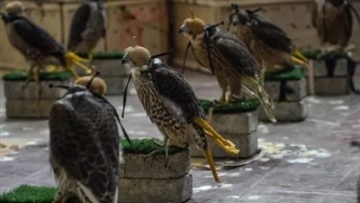 الأمن يصادر 5 صقور حية مخبأة داخل حقيبة بمطار برج العرب 