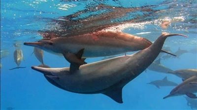 الجفتون وجبل علبة.. أجمل 5 وجهات سياحية طبيعية وخلابة بمرسى علم 