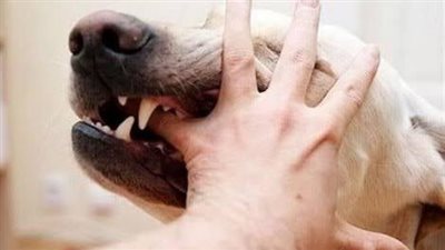 طبيبة تقدم معلومات هامة عن مرض السعار.. خلى بالك