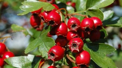 الحلبة والزعرور.. حلول طبيعية لخفض الكوليسترول بدون أدوية